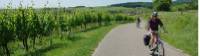 Cycling past vineyards in the Alsace region of France