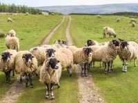 A Flock of Swaledale Sheep |  Pete Stuart