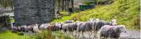 Herdwick sheep at a local farm in England's Lake District |  John Hodgson